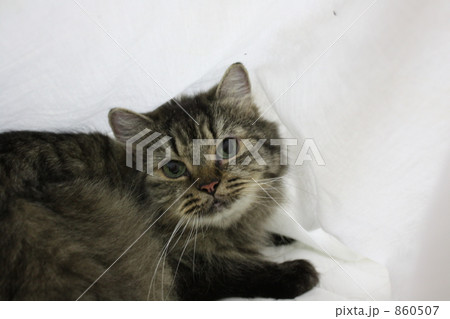 ネコ 860507