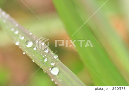 水玉と葉っぱ 860573