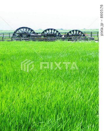 三連水車と稲1 860576