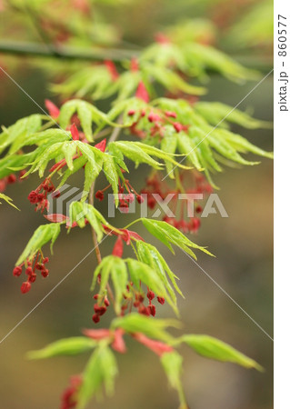 モミジの葉っぱと花 860577
