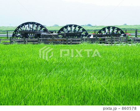 三連水車と稲1 三連水車と稲1 860578