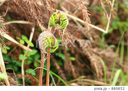 ゼンマイ ゼンマイ 860652