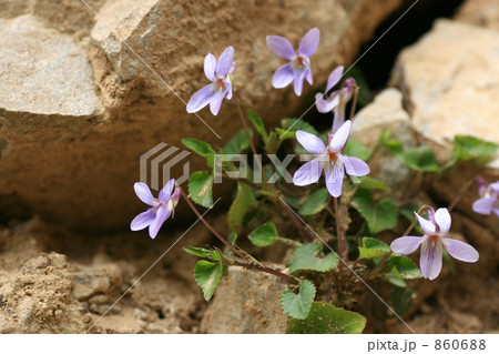 岩場に咲くタチツボスミレ 860688
