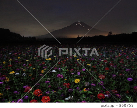 闇夜の百日草と富士 闇夜の百日草と富士 860755