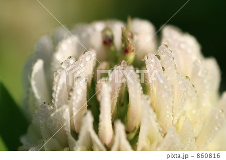 朝露に濡れるシロツメクサ 860816