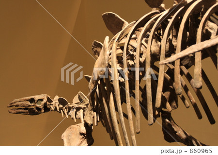 ステゴサウルスの骨格標本 ステゴサウルスの骨格標本 860965