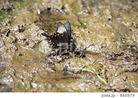 吸水中のカラスアゲハ 860979