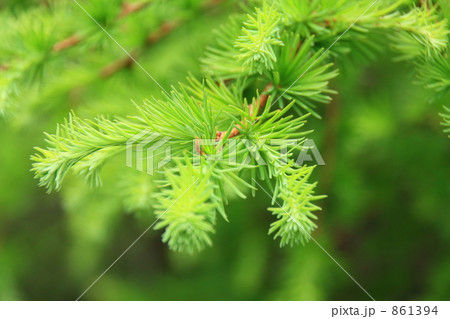 ミドリのトゲトゲ 861394