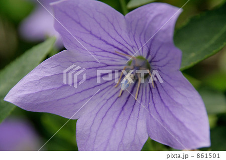 桔梗の花心 861501