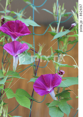 朝顔 862697