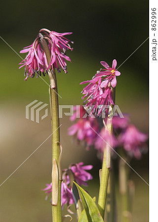 ショウジョウバカマ 862996