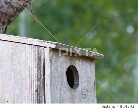 小鳥よ、おいで! 864542