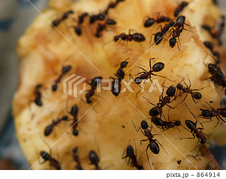 リンゴにたかる蟻の群れの写真素材