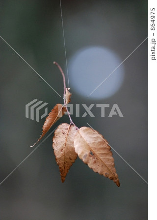 公園の蜘蛛の巣に引っかかった落ち葉 864975