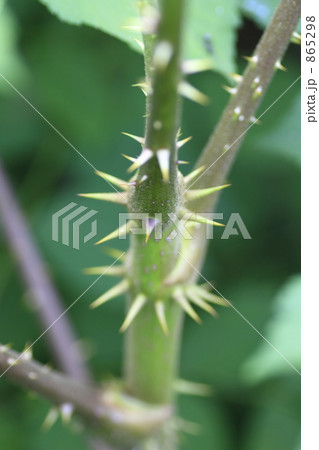 タラノキの若木 865298