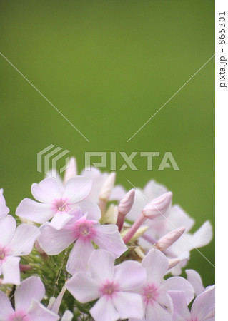 フロックス フロックス 865301