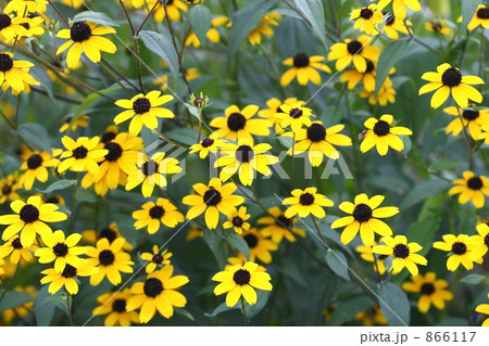 ルドベキア 866117