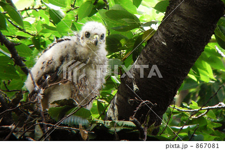 オオタカの雛 867081