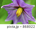 茄子の花 868022