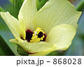オクラの花 868028