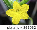 胡瓜の花 868032