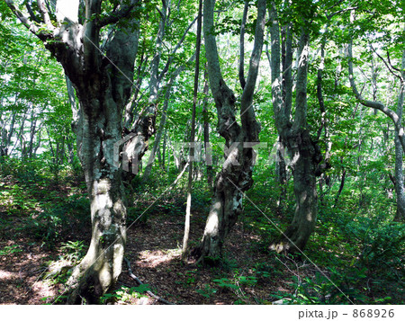 奇形ぶな林 奇形ぶな林 868926
