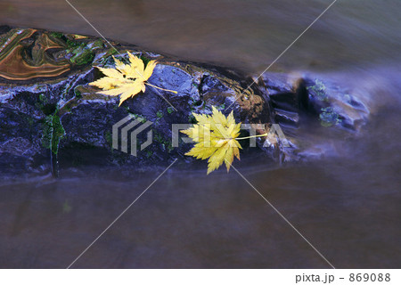 落ち葉秋 869088