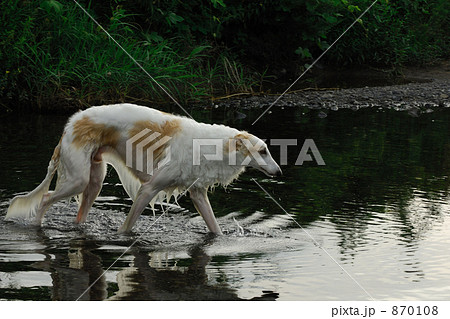 優雅さと野生との共存 優雅さと野生との共存 870108