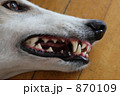 牙！（ボルゾイ） 870109