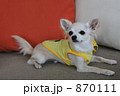 チワワ 870111