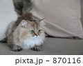 チンチラ２ 870116