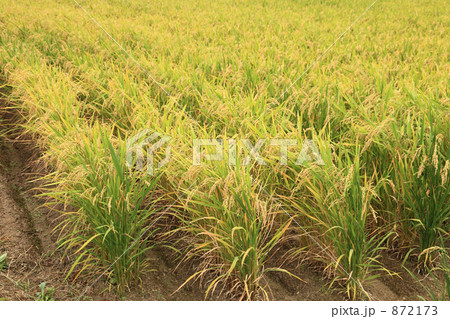 収穫間近の陸稲 872173