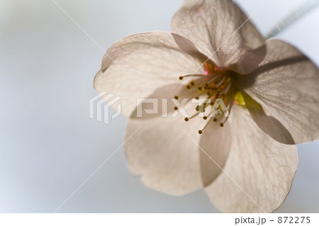 桜 桜 872275