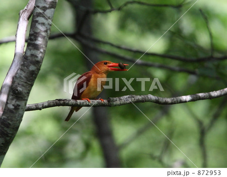 アカショウビン 872953