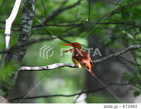 アカショウビン 872962