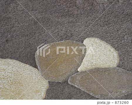 プラタナスの樹皮 873260