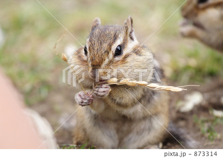 口の中いっぱいだけど、まだ食べれます! 口の中いっぱいだけど、まだ食べれます! 873314