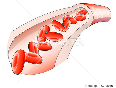 血管断面図のイラスト素材