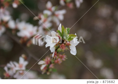 梅桃 ユスラウメ 梅桃 ユスラウメ 873682