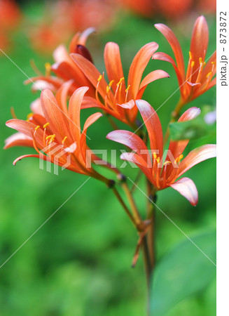 キツネノカミソリ　縦 873872