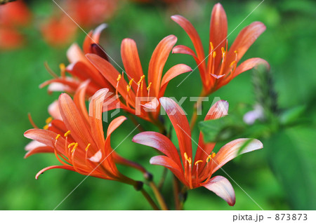 キツネノカミソリ 横 キツネノカミソリ 横 873873