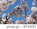 桜 874993