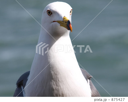 休憩中のカモメ 休憩中のカモメ 875427