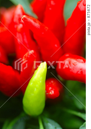 トウガラシ 875672