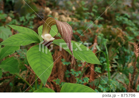 ユキモチソウ 875706