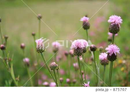 キツネアザミの花 875707