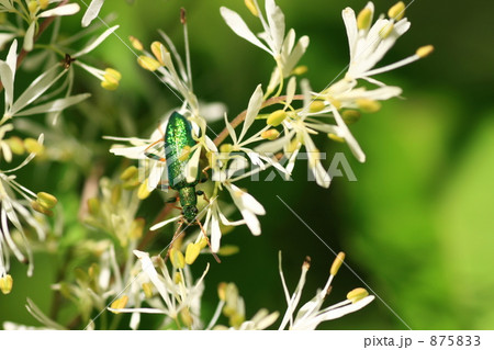 アオダモの花とハムシダマシ アオダモの花とハムシダマシ 875833