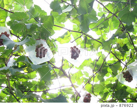 ぶどう畑 876922