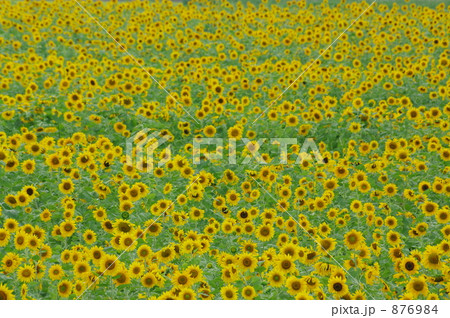 ひまわり畑 876984