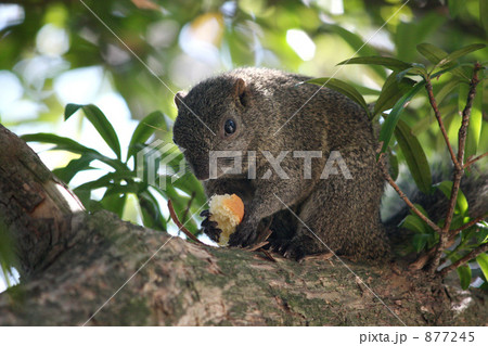 カメラ目線のリス 877245